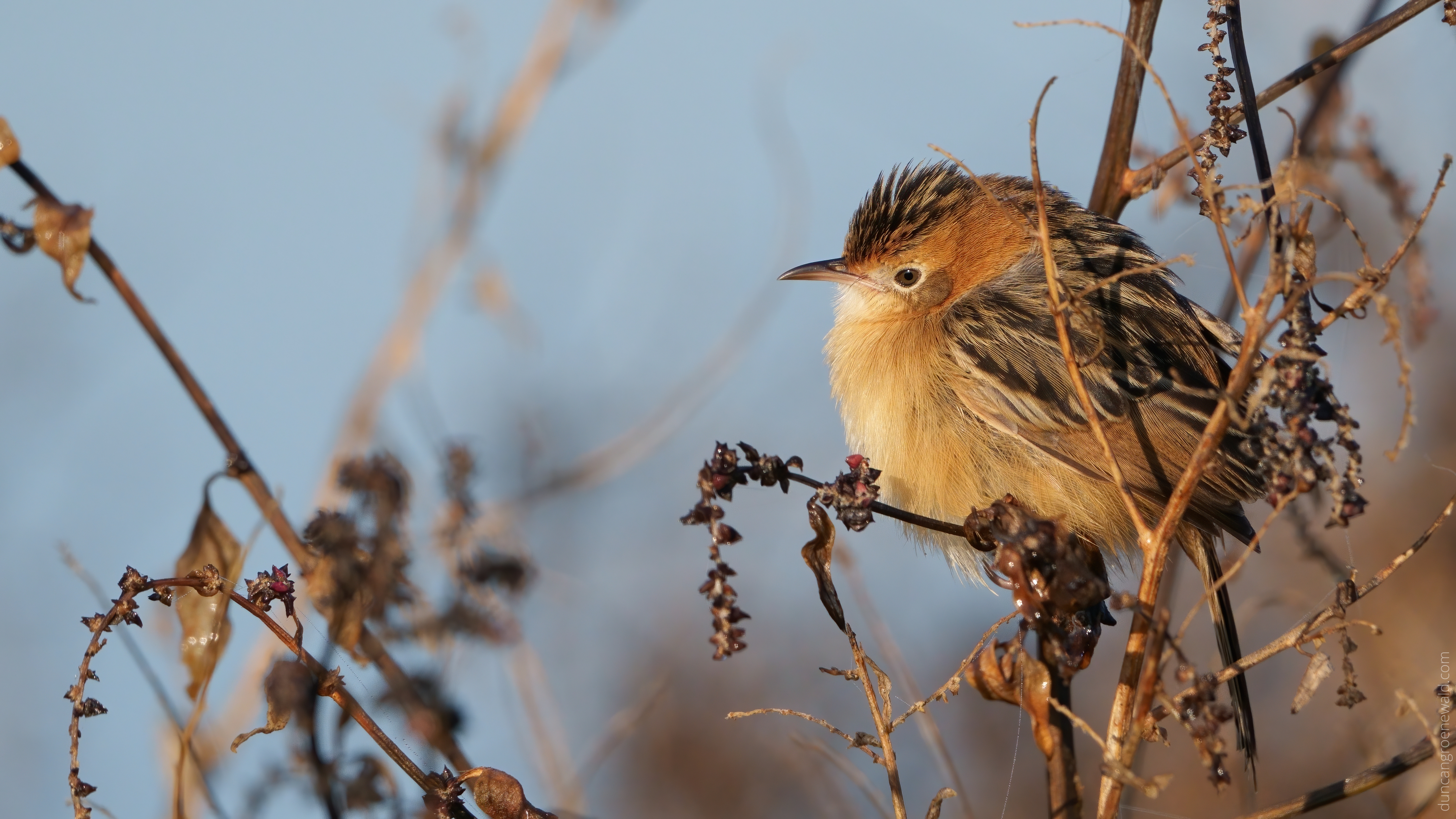 Golden Cisticola