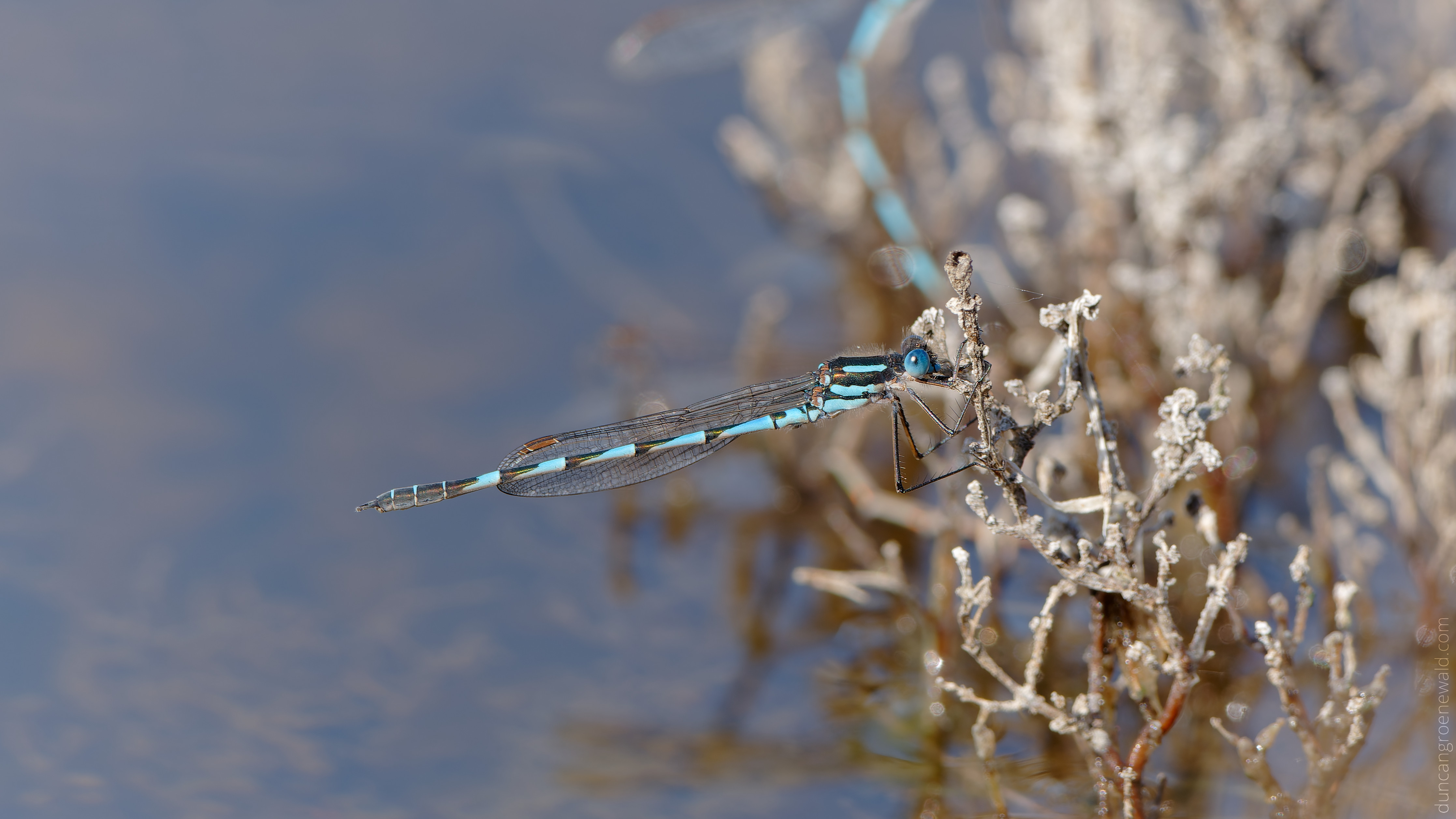 Dragonfly