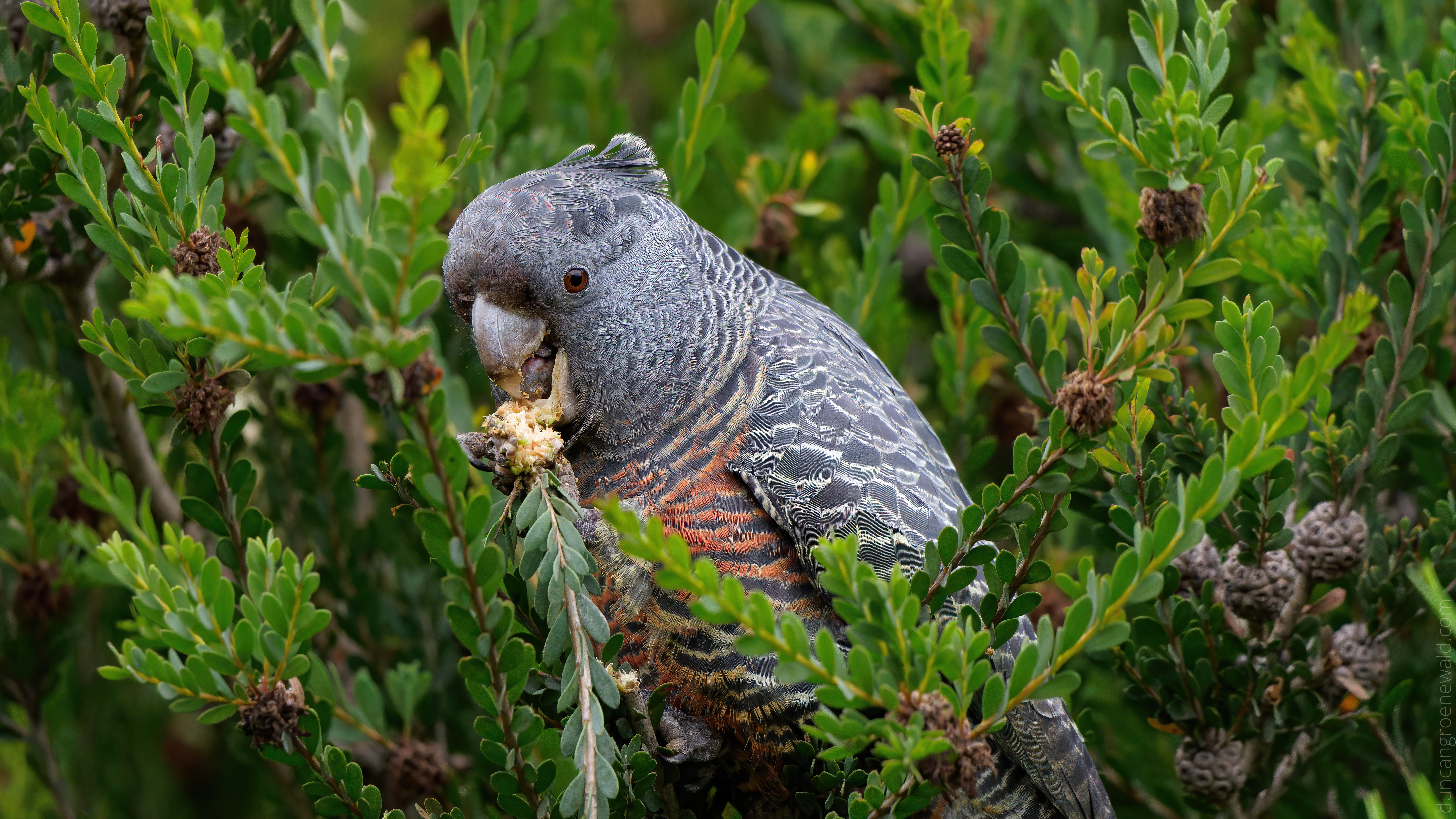 Gang Gang Cockatoo