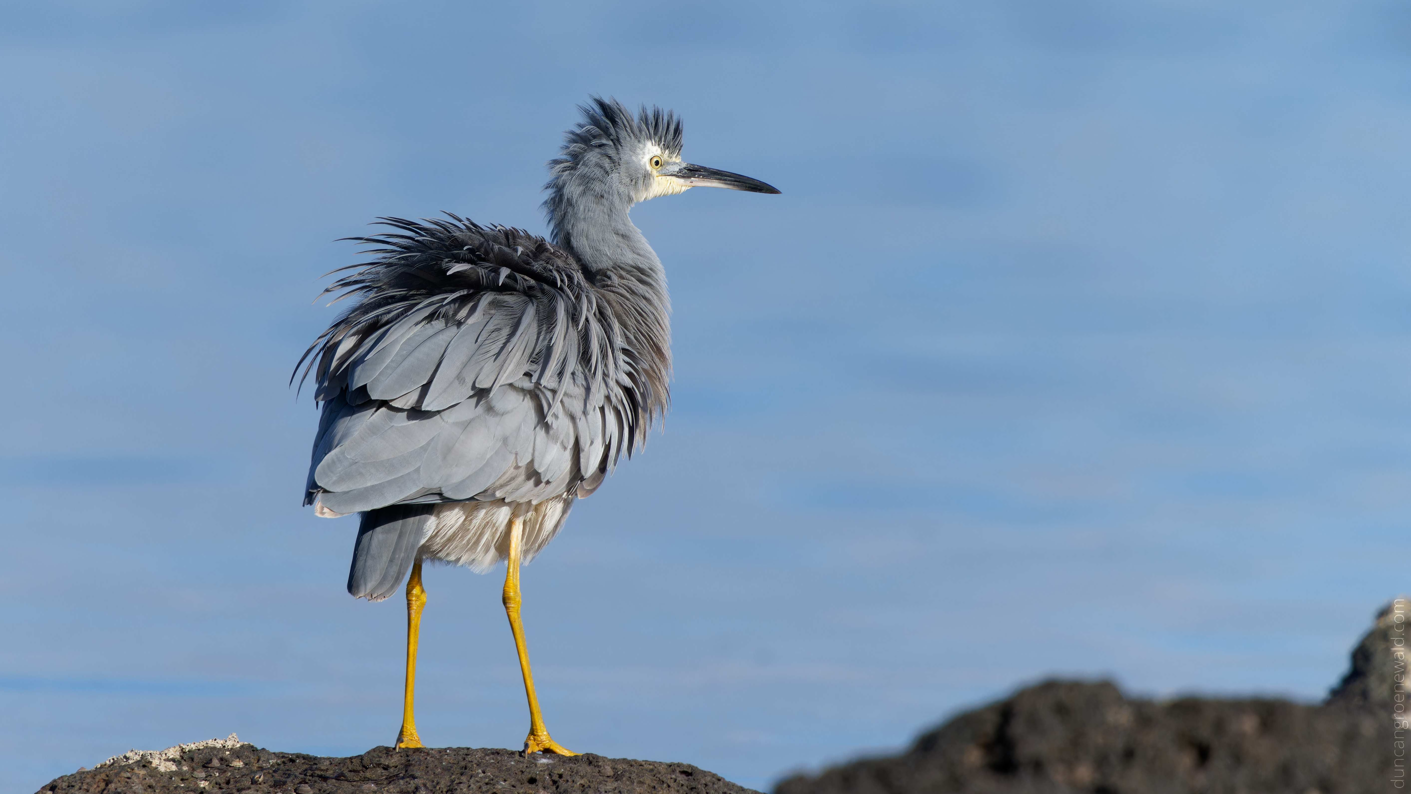 White-faced Heron