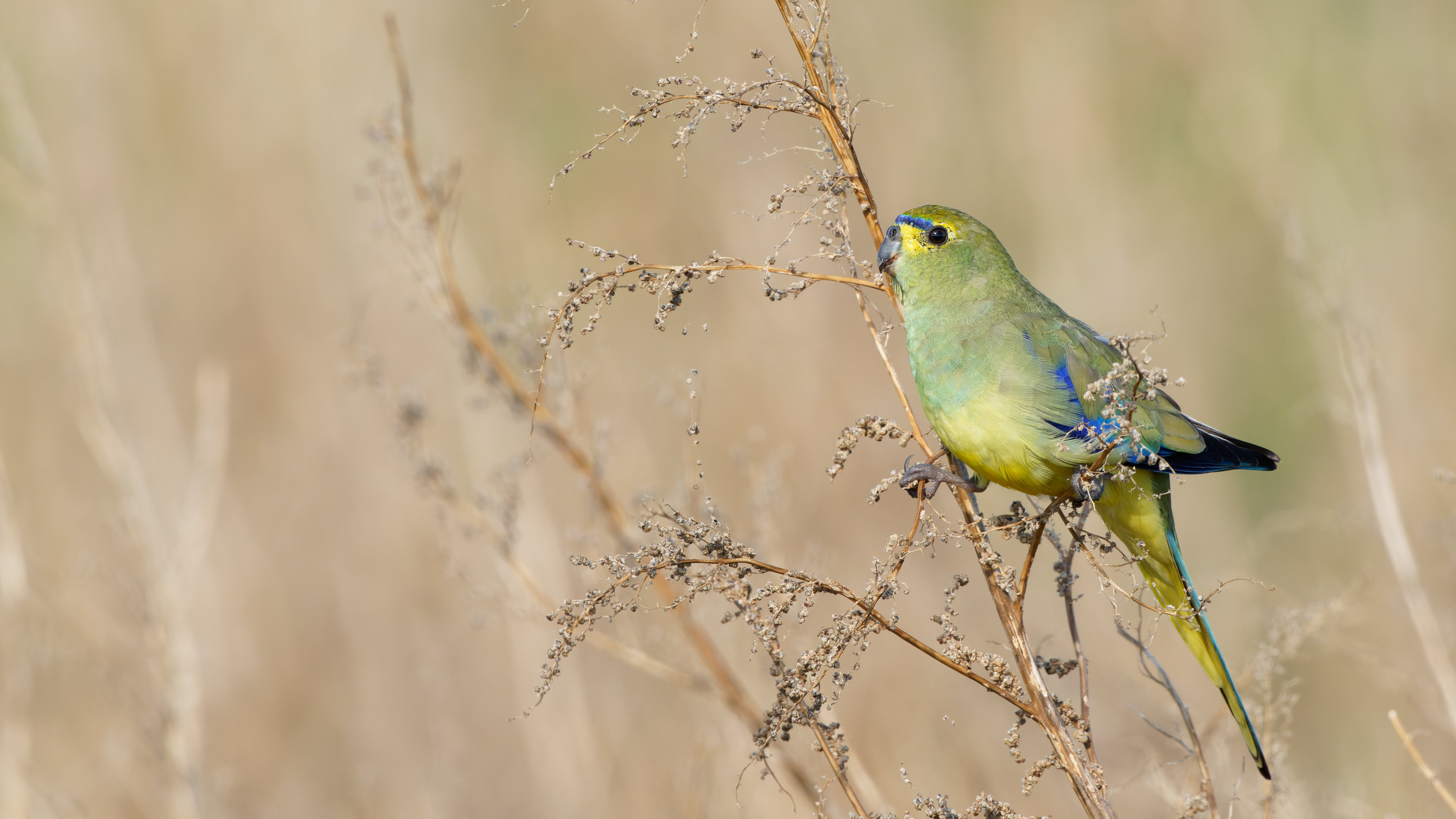 Blue-winged Parrot