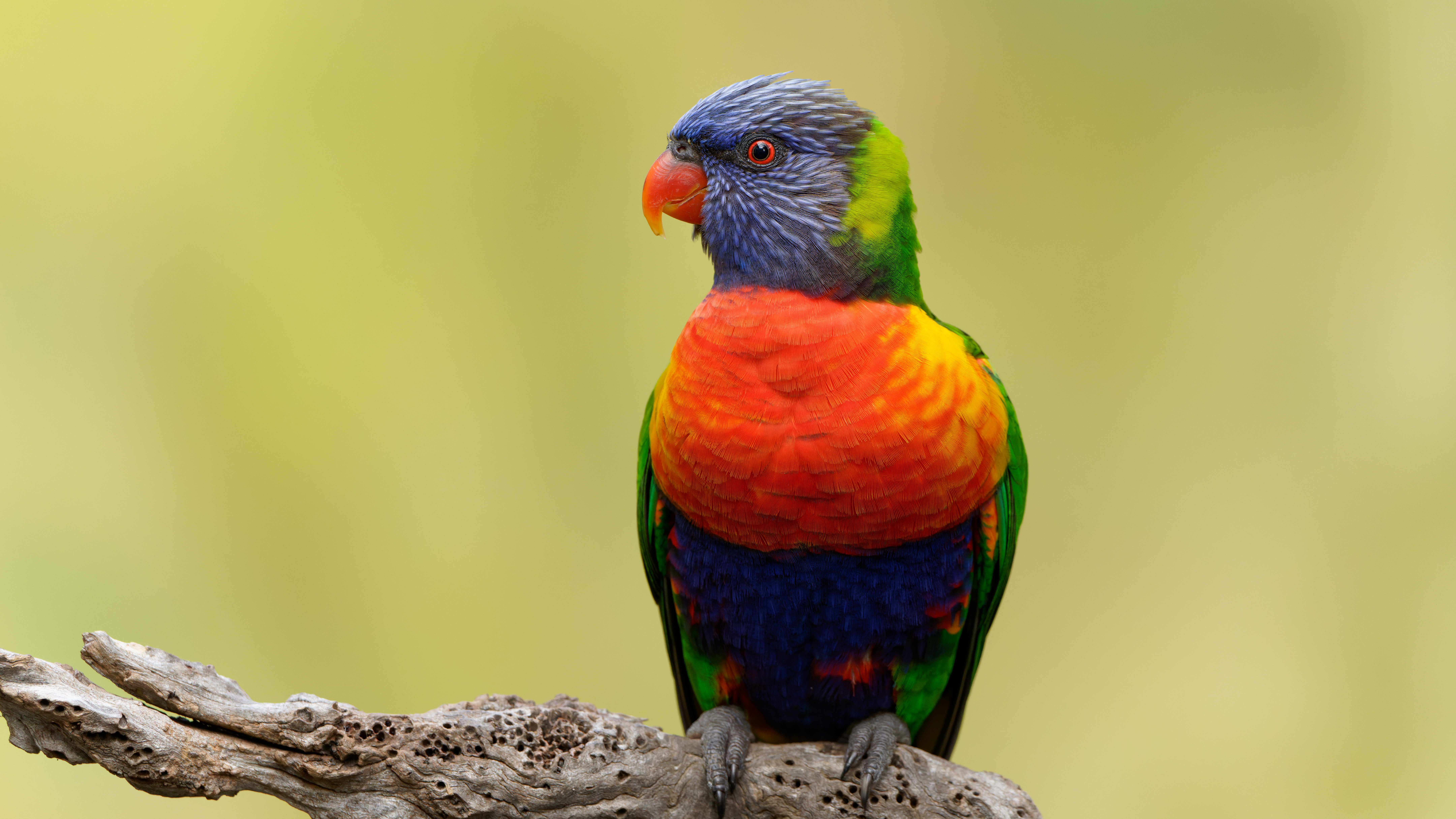 Rainbow Lorrikeet