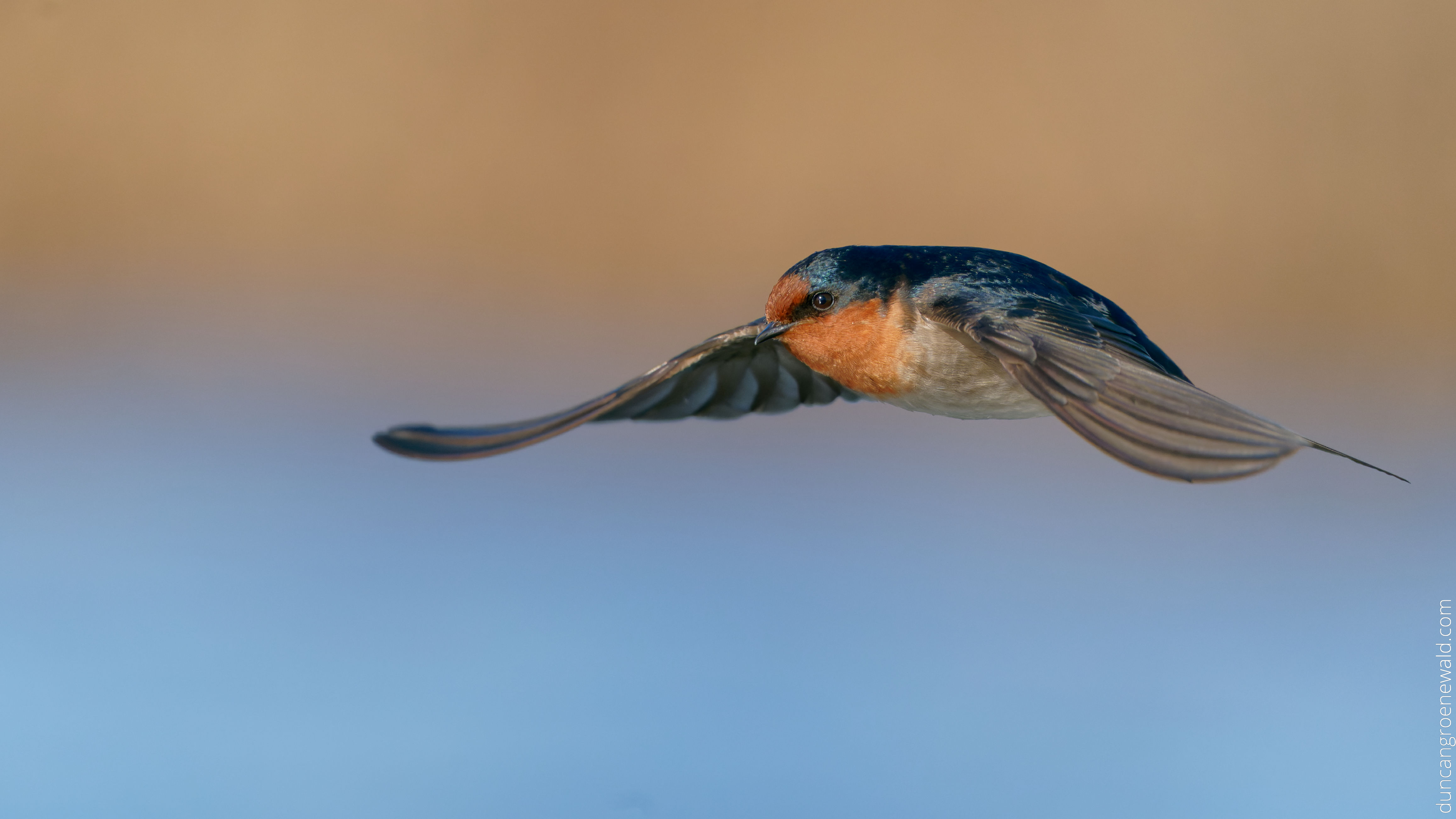 A9 Welcome Swallow