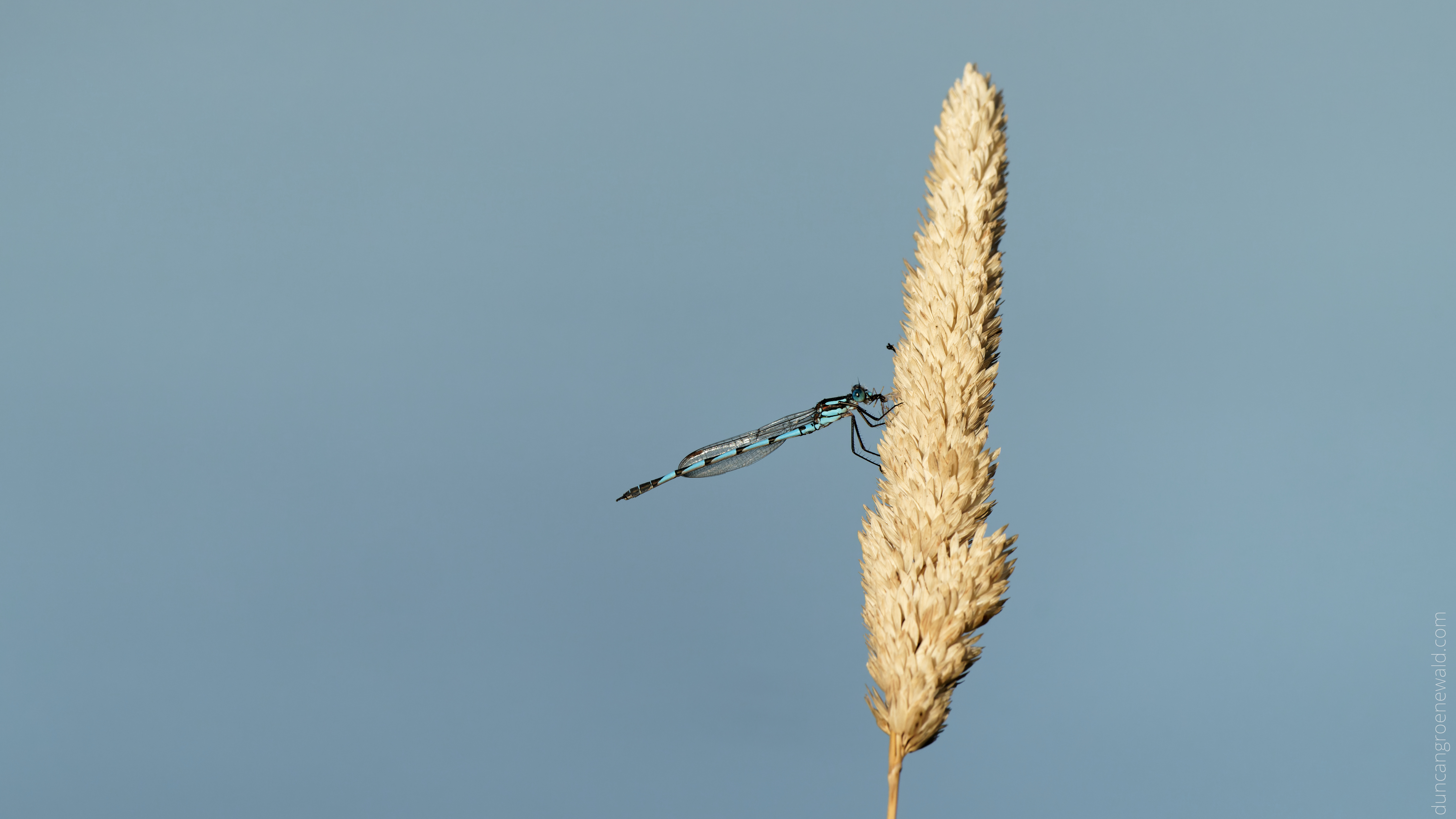 A1 Damselfly