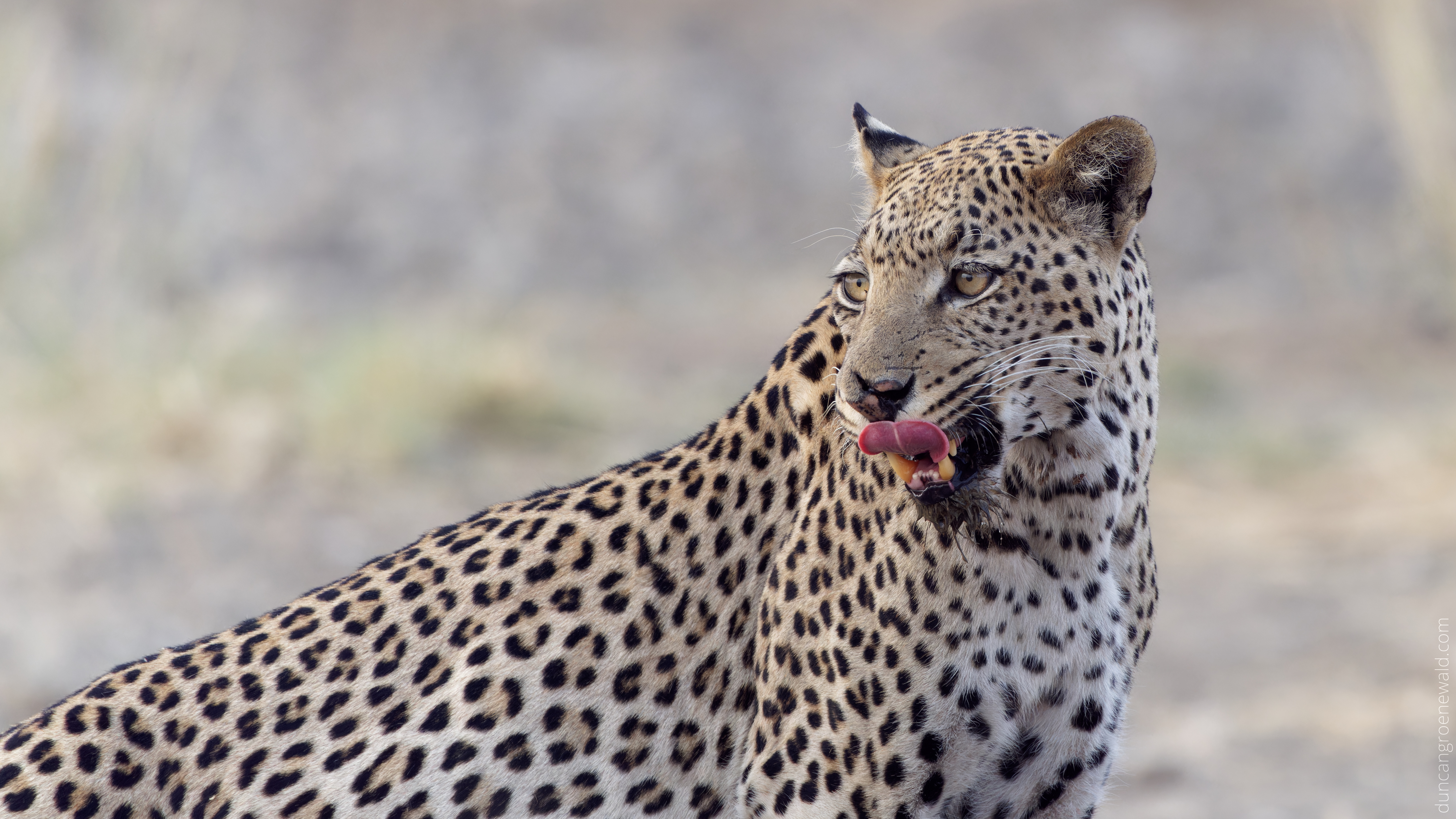 A1 Leopard