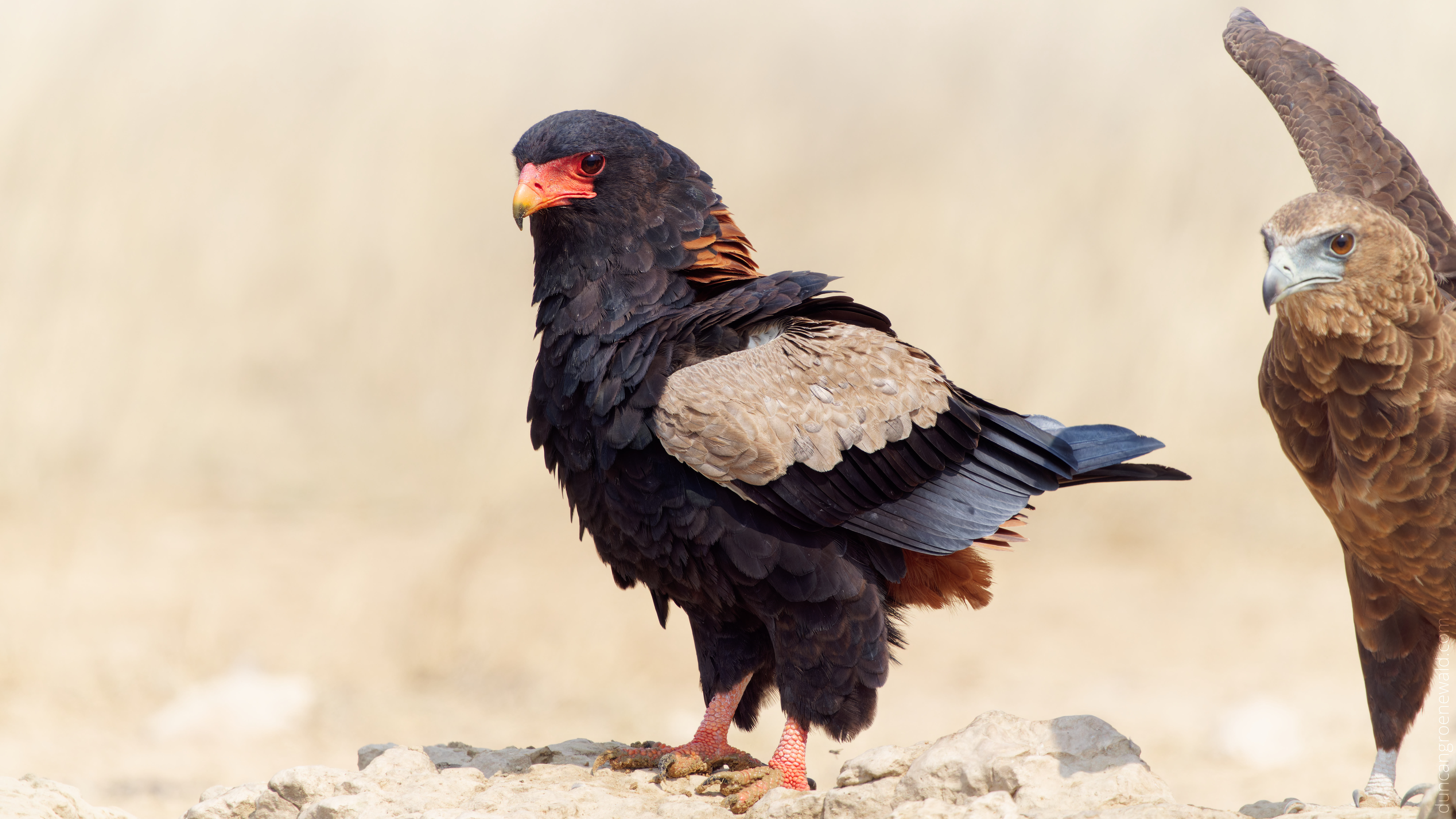 A1 Bateleur