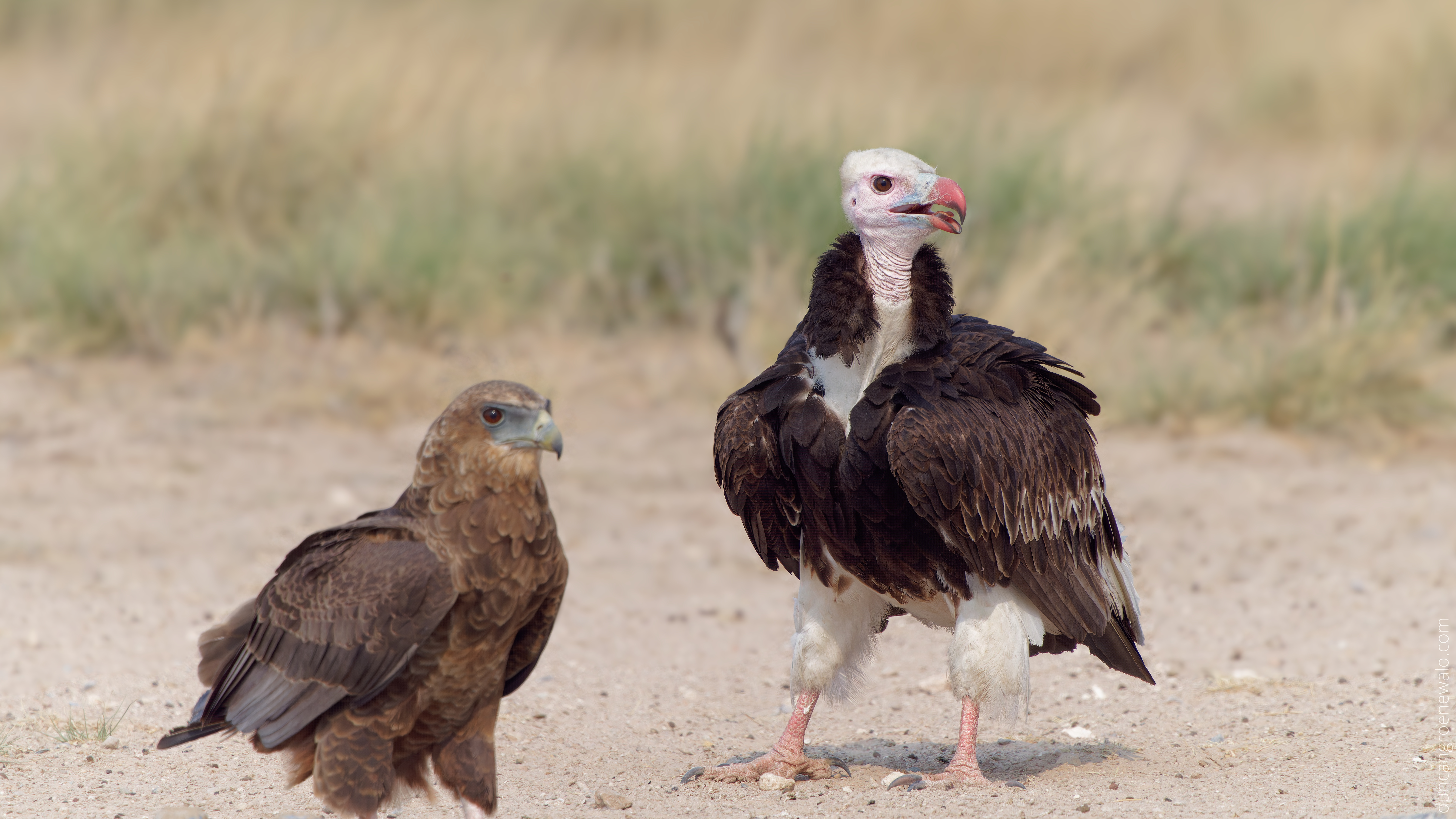 A1 Vulture