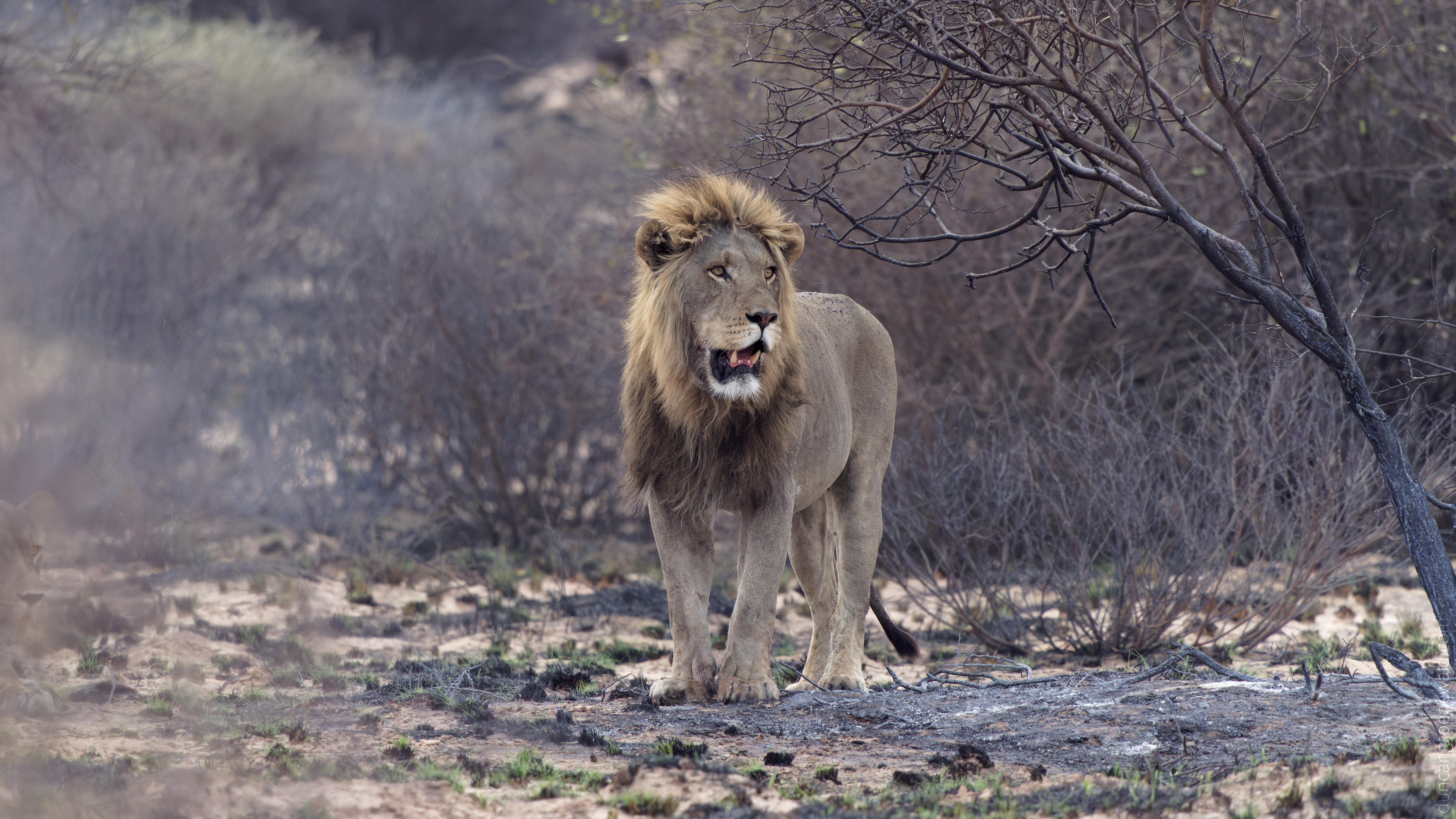 A1 Lion