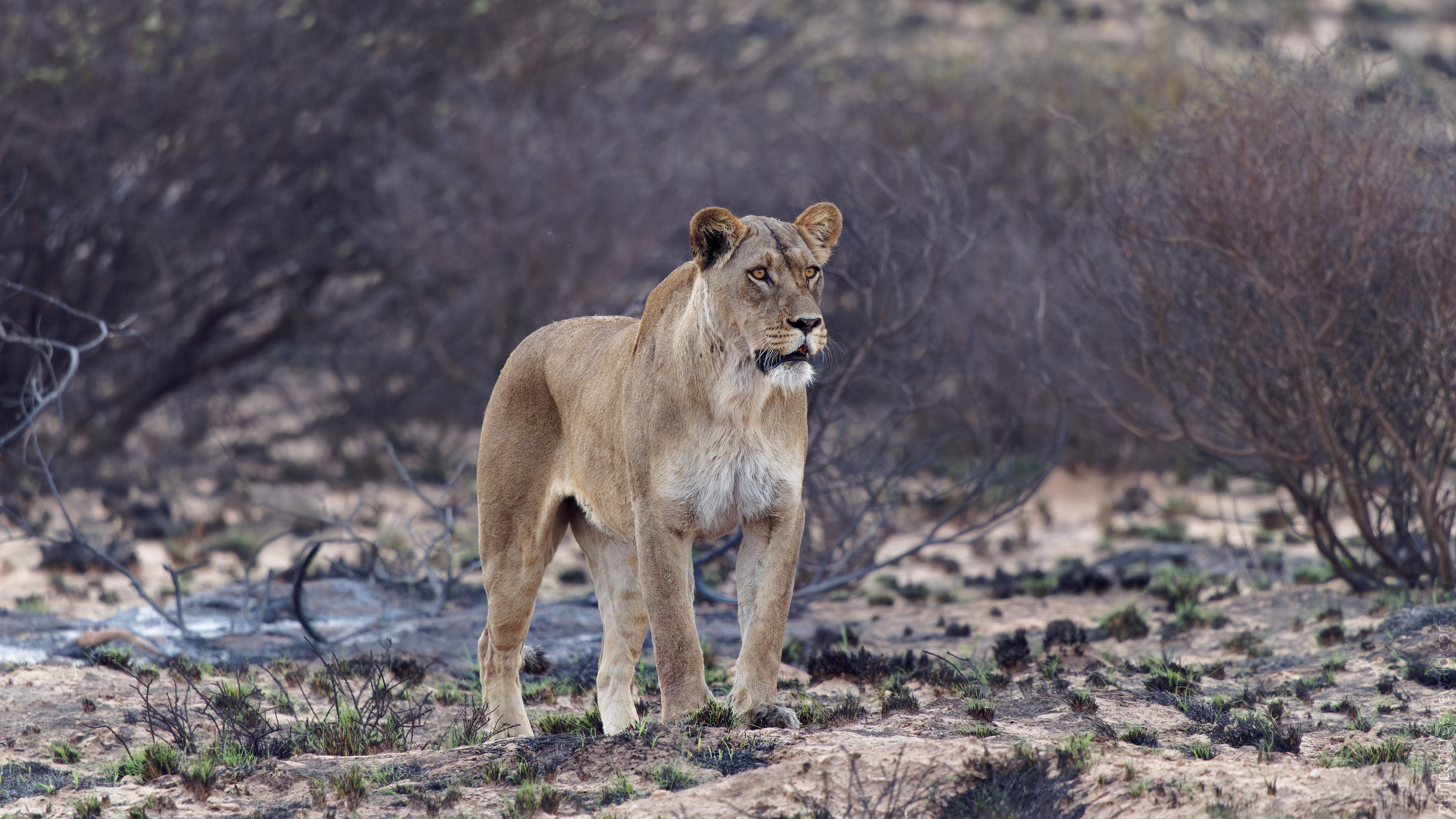 A1 Lion